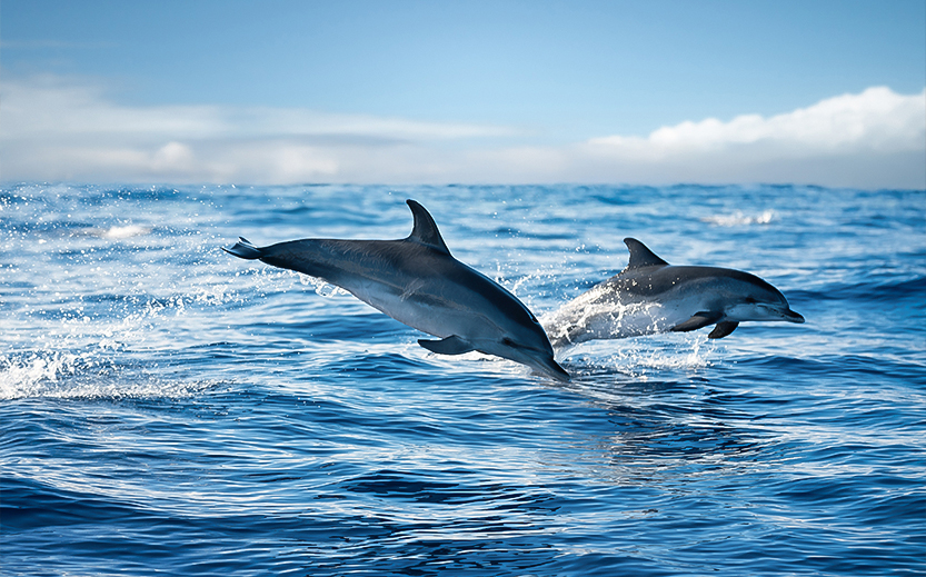 two dolphins jumping out of the water