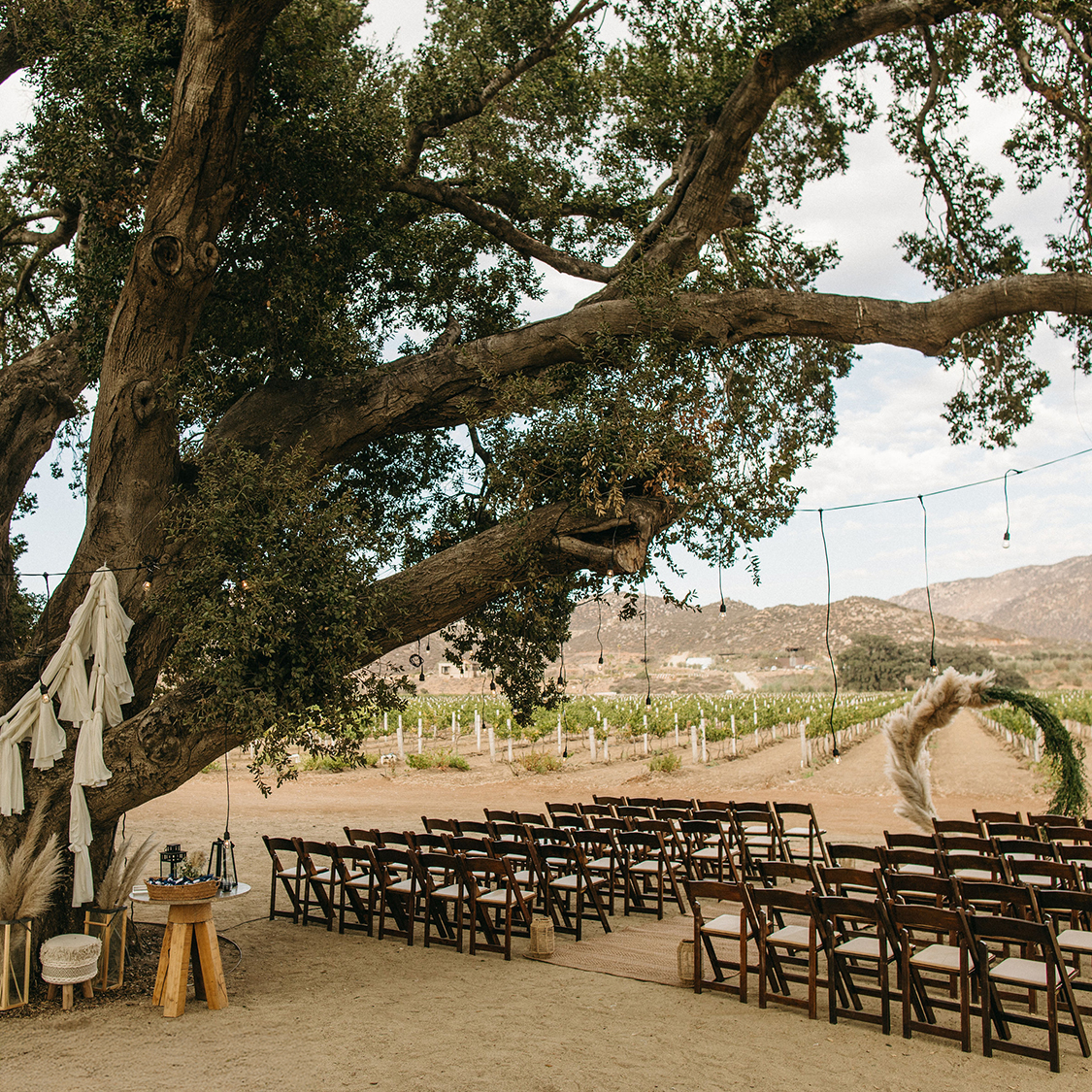 a tree with chairs and chairs in front of a large tree