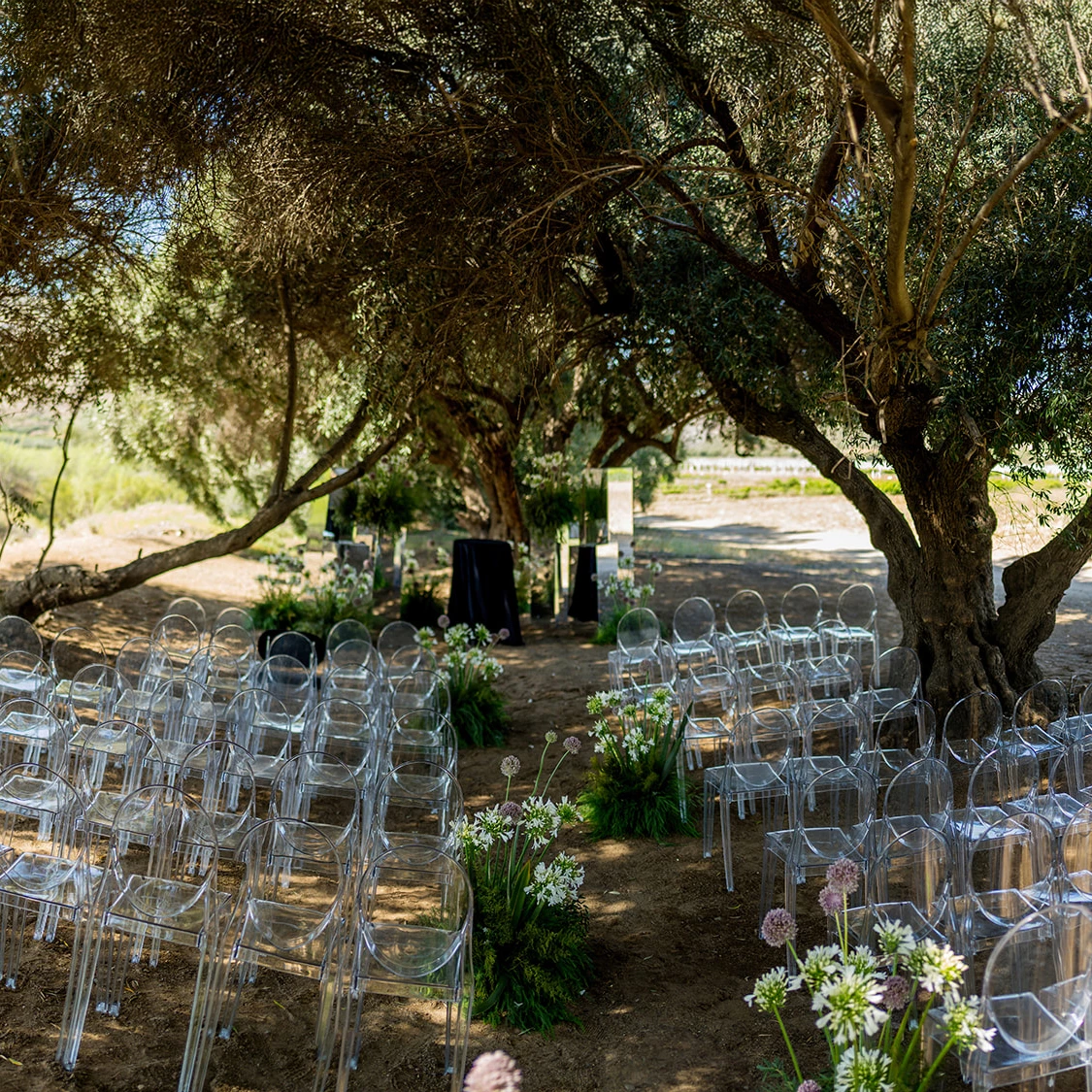 a group of clear chairs under a tree