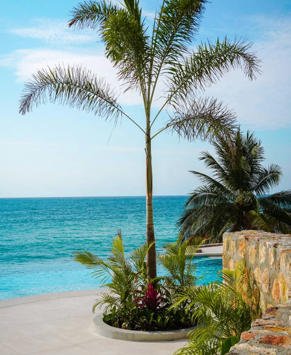 a palm tree next to a pool