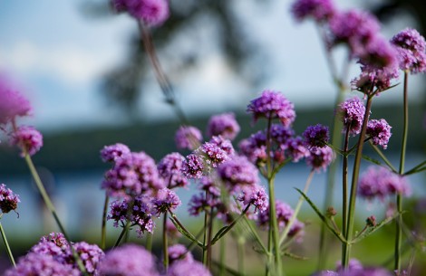 purple flowers on a plant