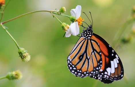a butterfly on a flower