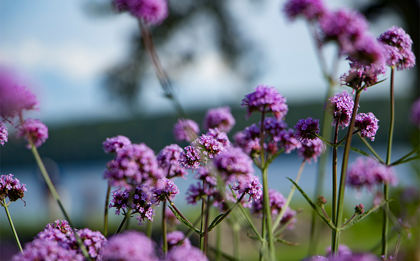 purple flowers on a plant