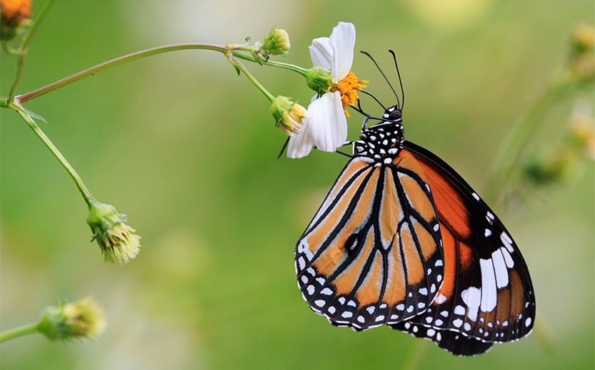 a butterfly on a flower