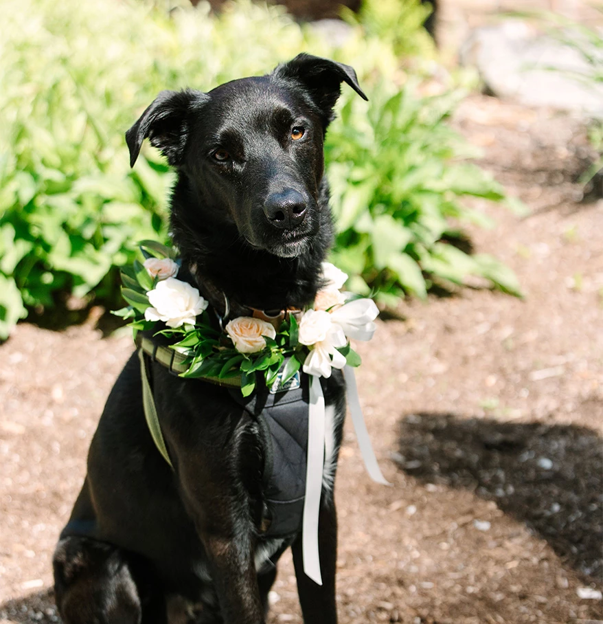 a dog wearing a flower collar