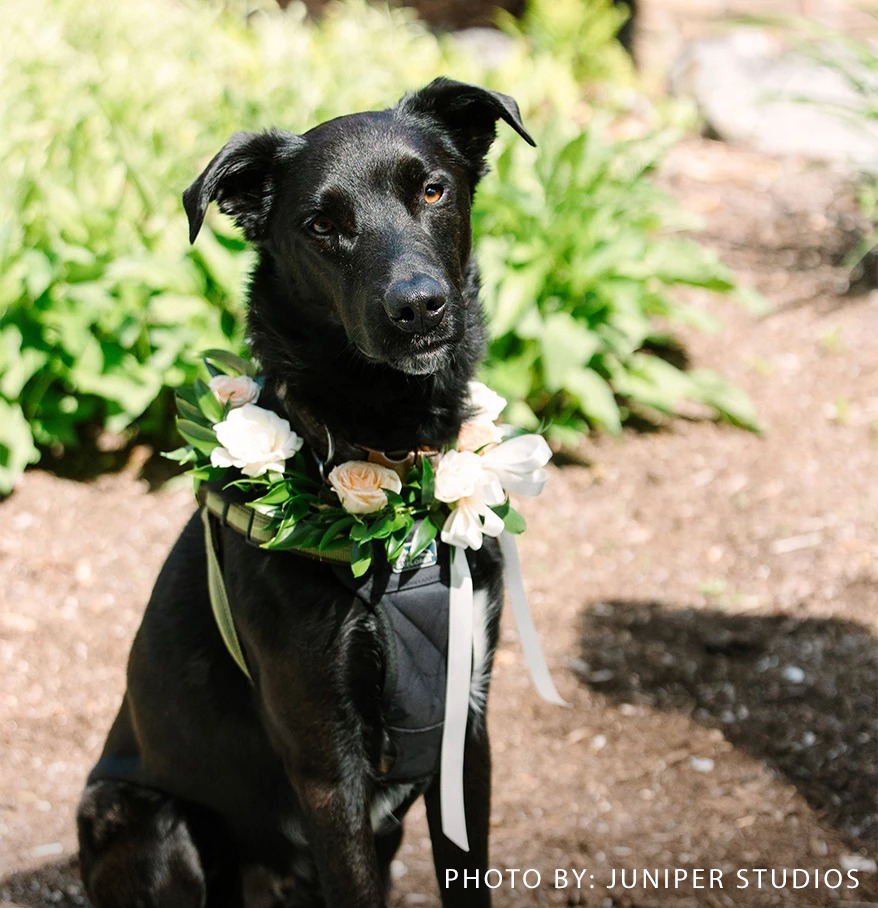 a dog wearing a flower collar