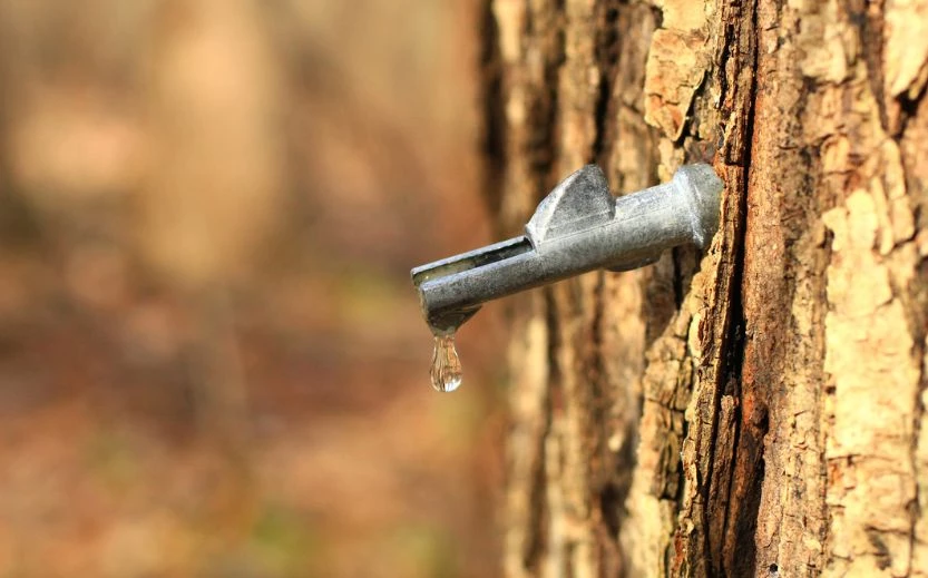 a tree with a tap dripping from it