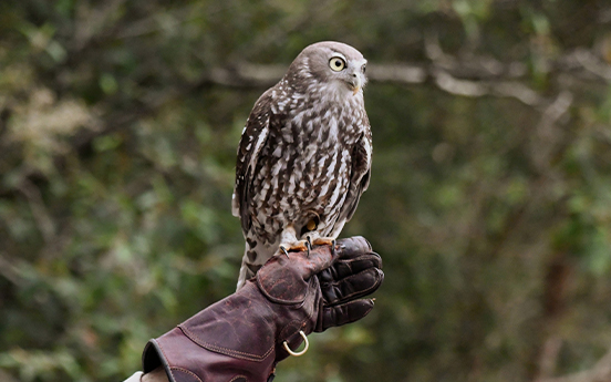 a hand holding a gloved hand with an owl