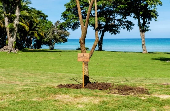 a tree in a grassy area