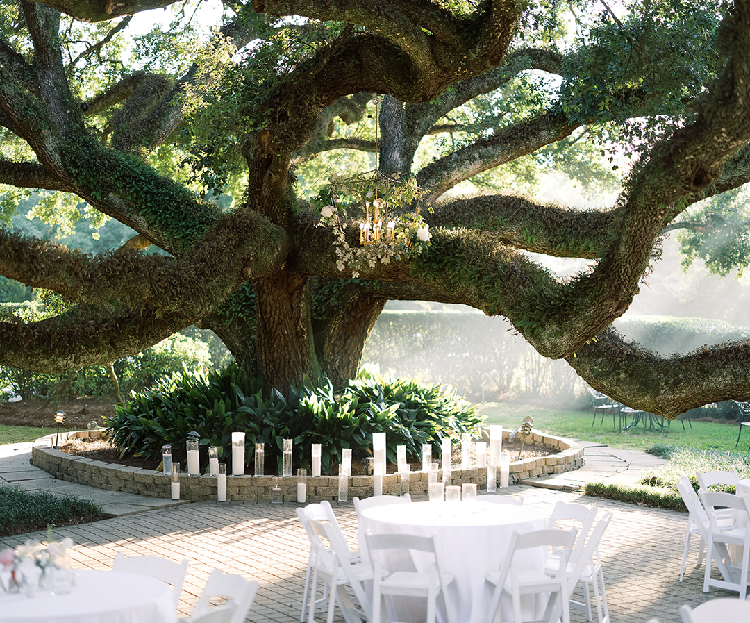 a large tree with white chairs and tables under a large tree