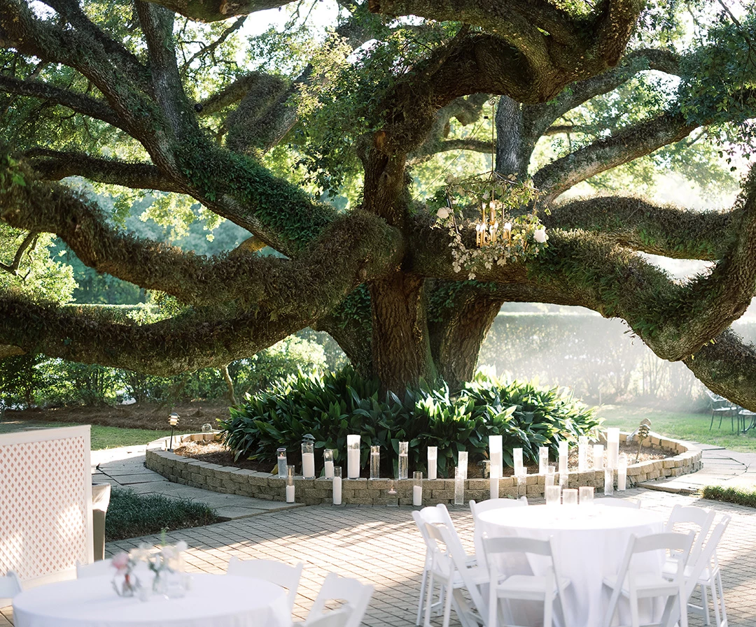 a large tree with white tables and chairs