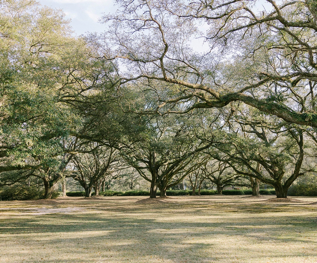 a group of trees in a park
